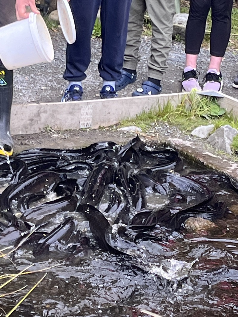 Mass Eels