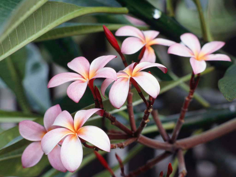 Flowers 1