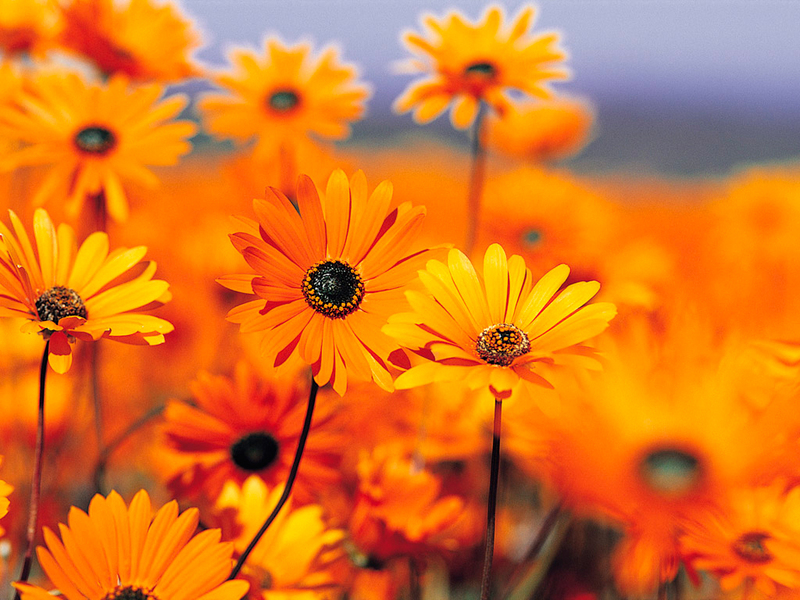 Flowers 2