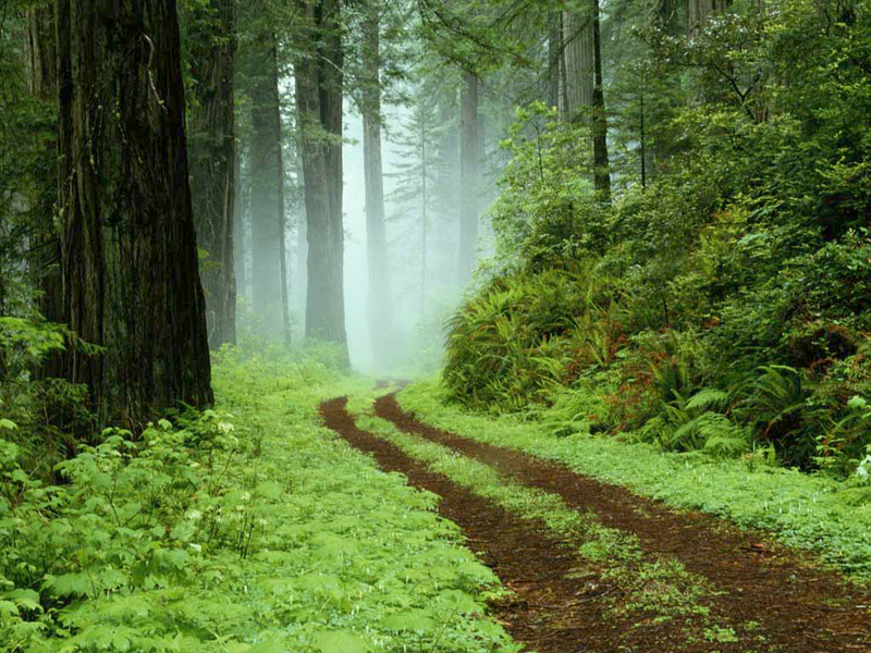 Forrest
