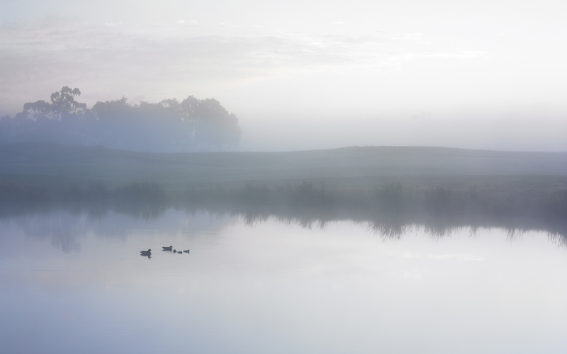 Ducks On A Misty Pond