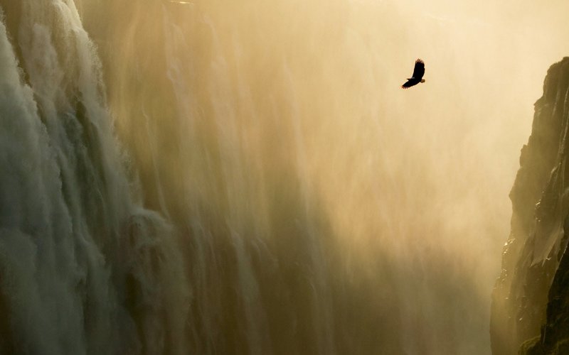 Eagle & Waterfall