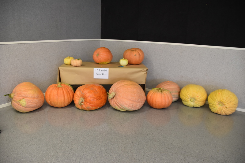 Harvest Festival 088