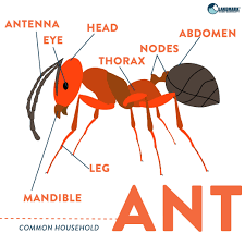 Ant diagram (Appearance)
