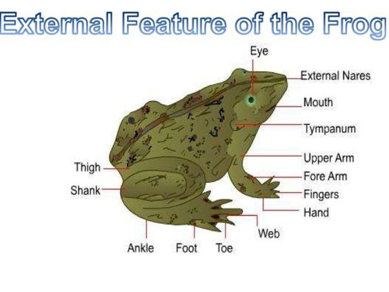 Frog diagram