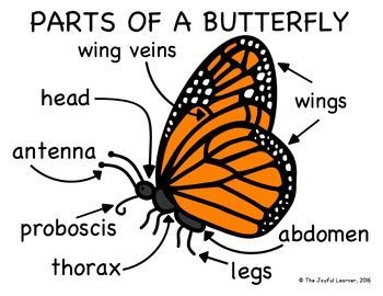 butterfly diagram